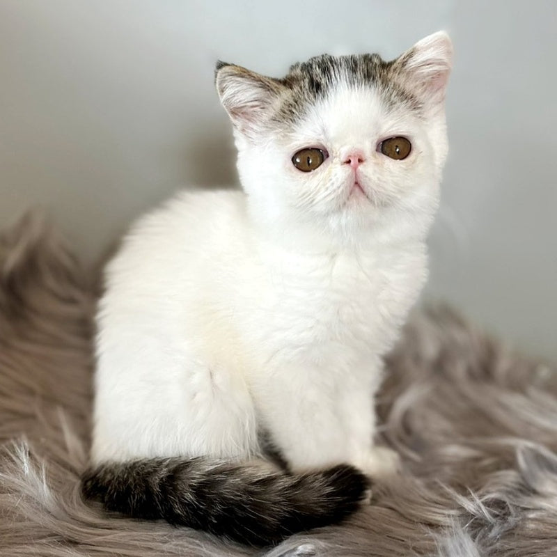 Amour Exotic female, black spotted tabby van