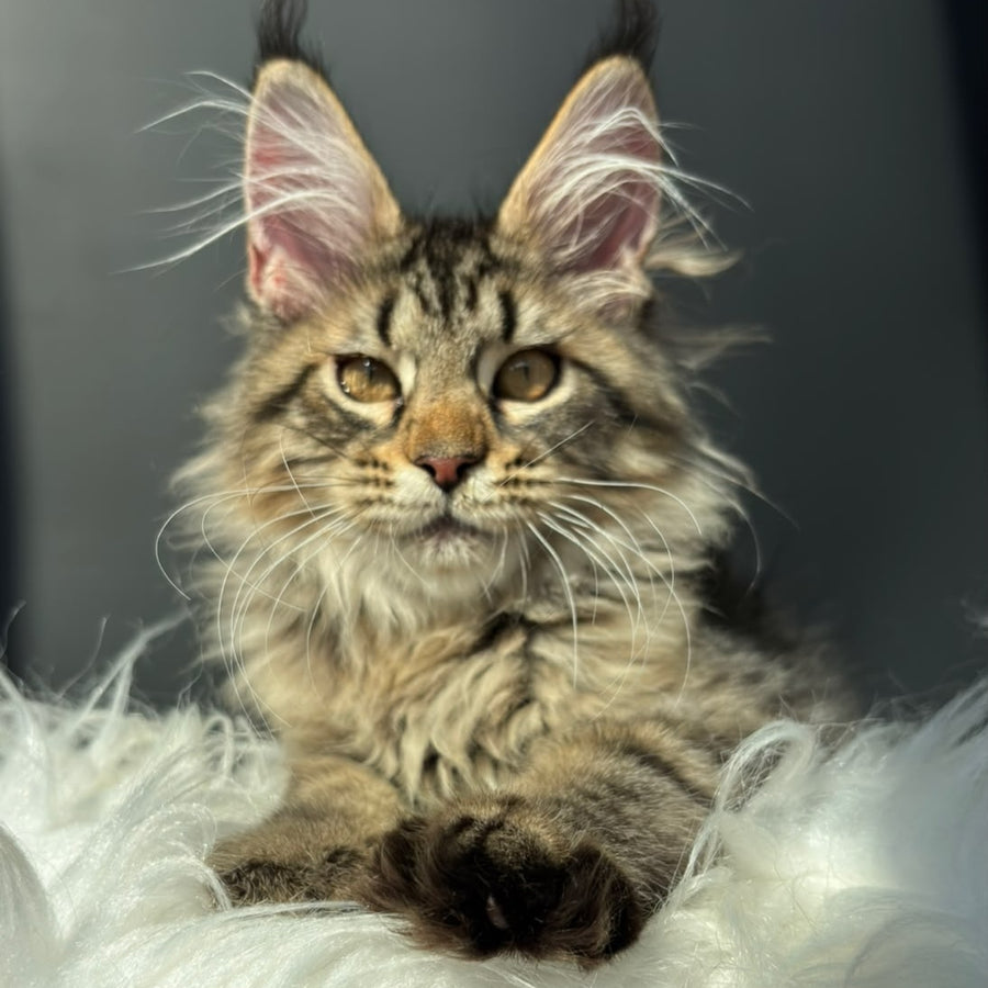 Amelia Maine Coon female, black spotted tabby