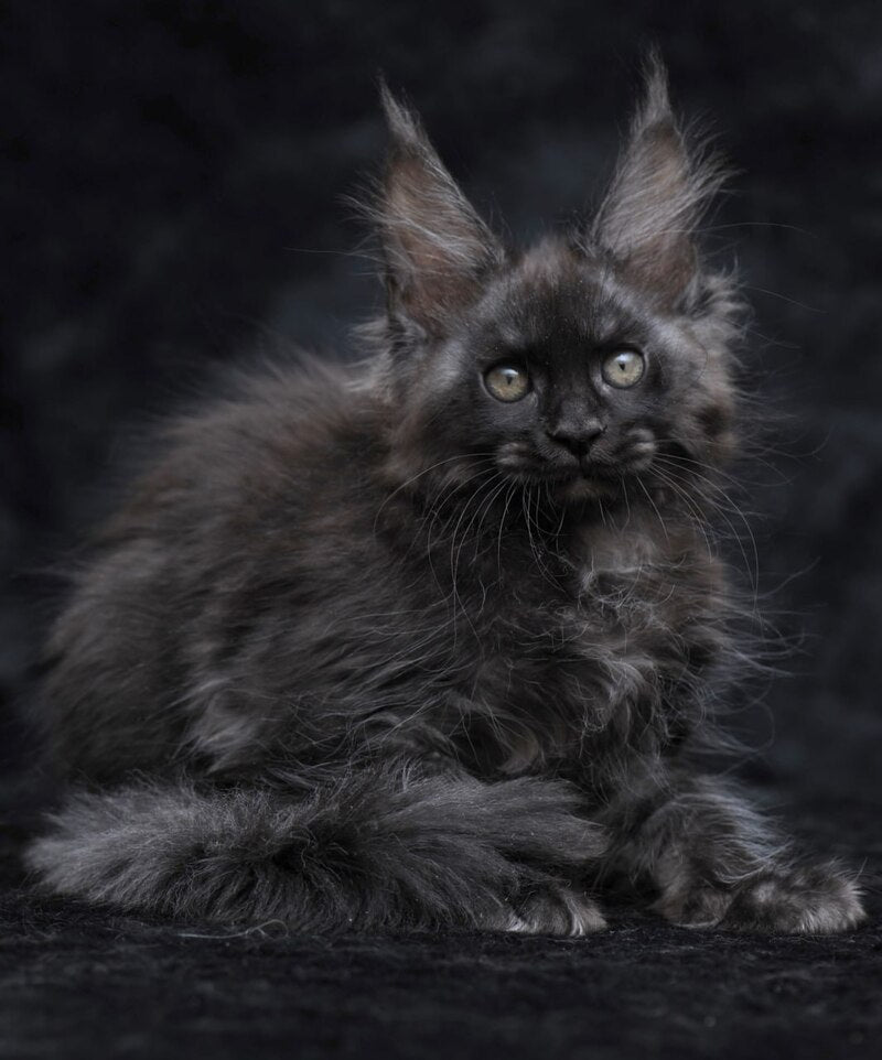 Platon Maine Coon male, black silver