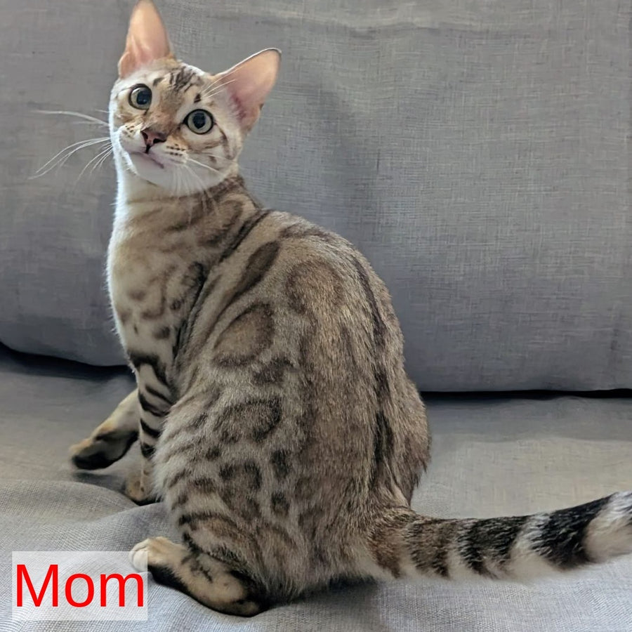 Ashton Bengal male, black silver spotted tabby pointed