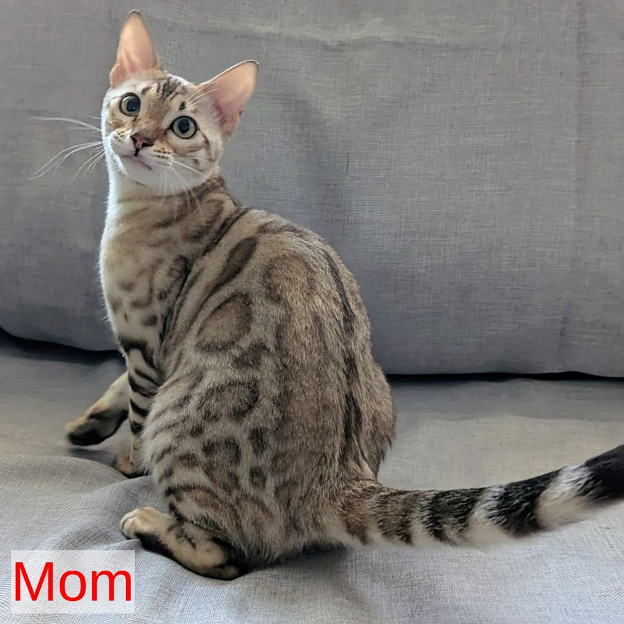 Ava Bengal female, black silver spotted tabby pointed