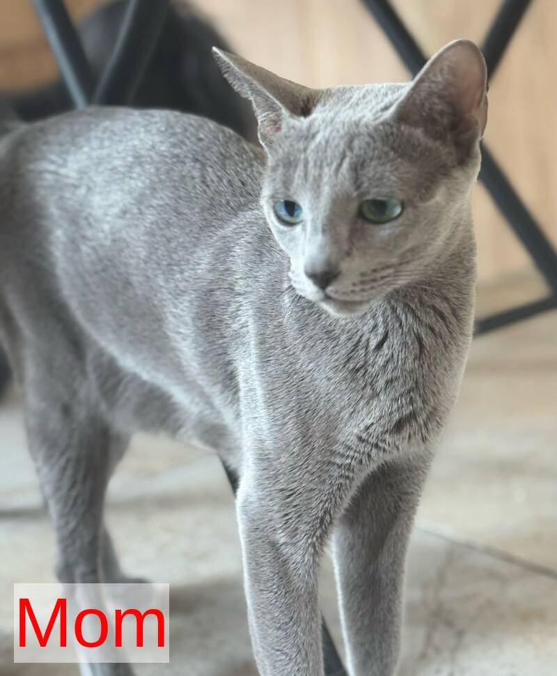 Jake Russian Blue male, blue