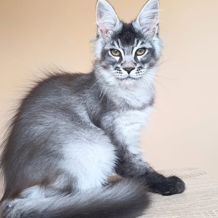 Espiro Maine Coon male, black silver ticked tabby