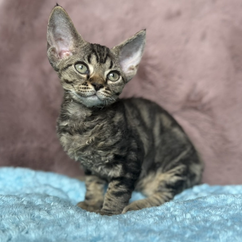 Xanti Devon Rex female, black tabby
