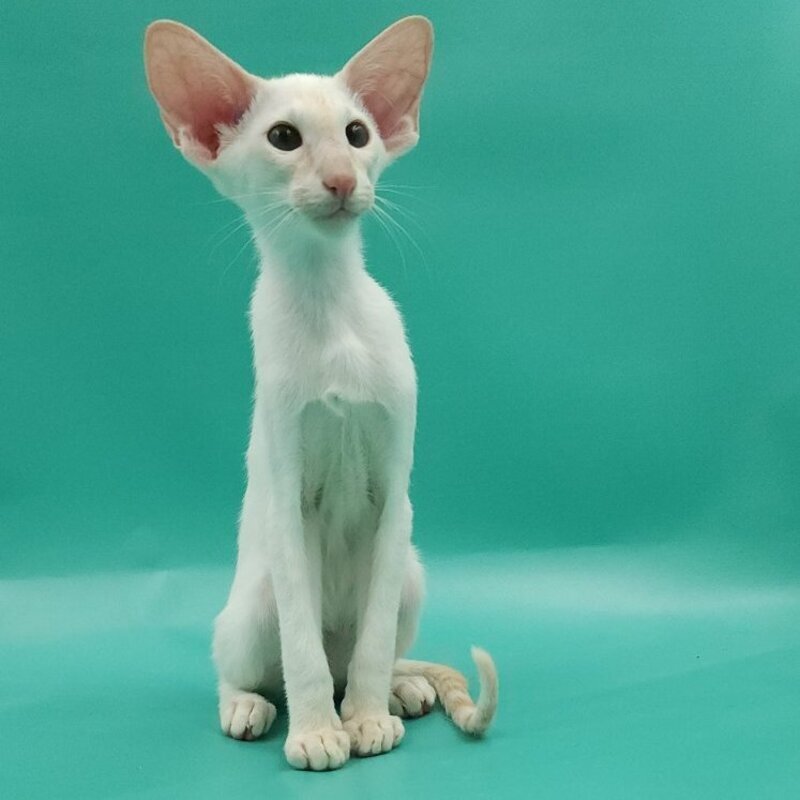 Pushan Siamese male, cream