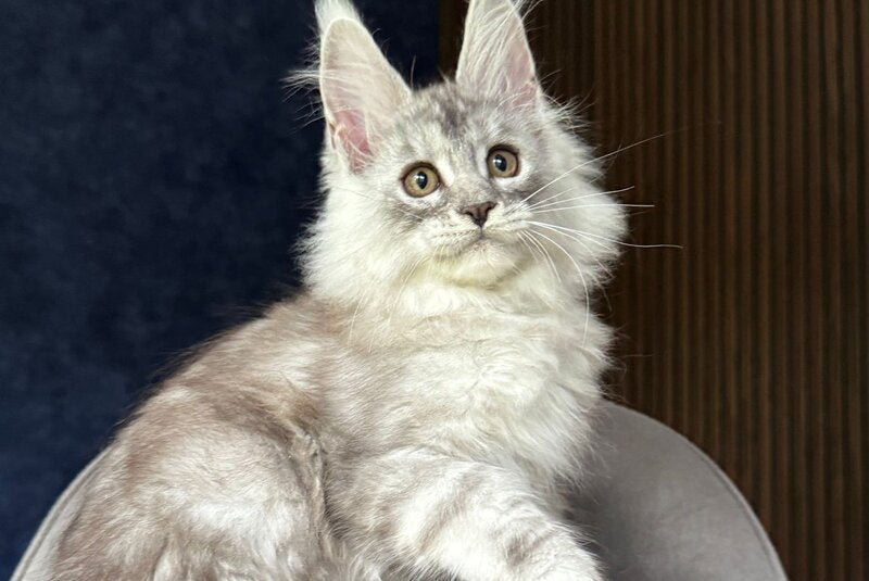 Darlli Maine Coon female, black silver tabby