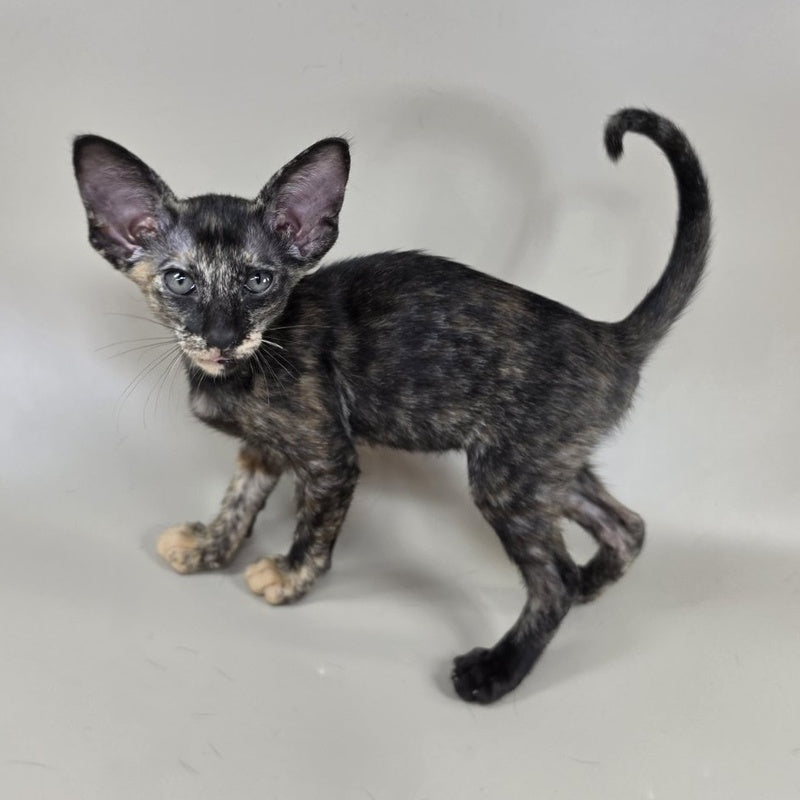 Xandra Oriental Shorthair female, chocolate tortie