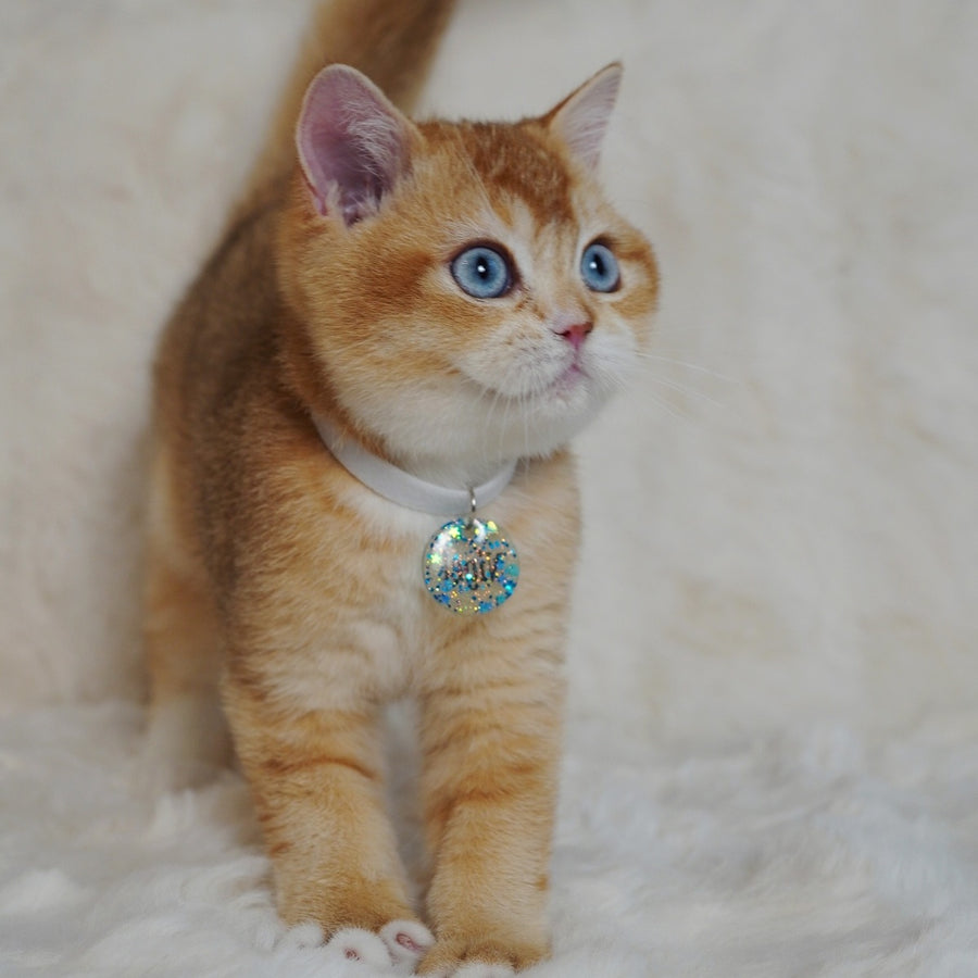Teddy British Shorthair male, chocolate golden chinchilla with white