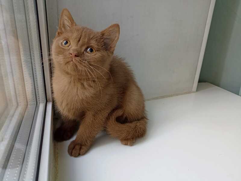 Felichita British Shorthair female cinnamon - live animals