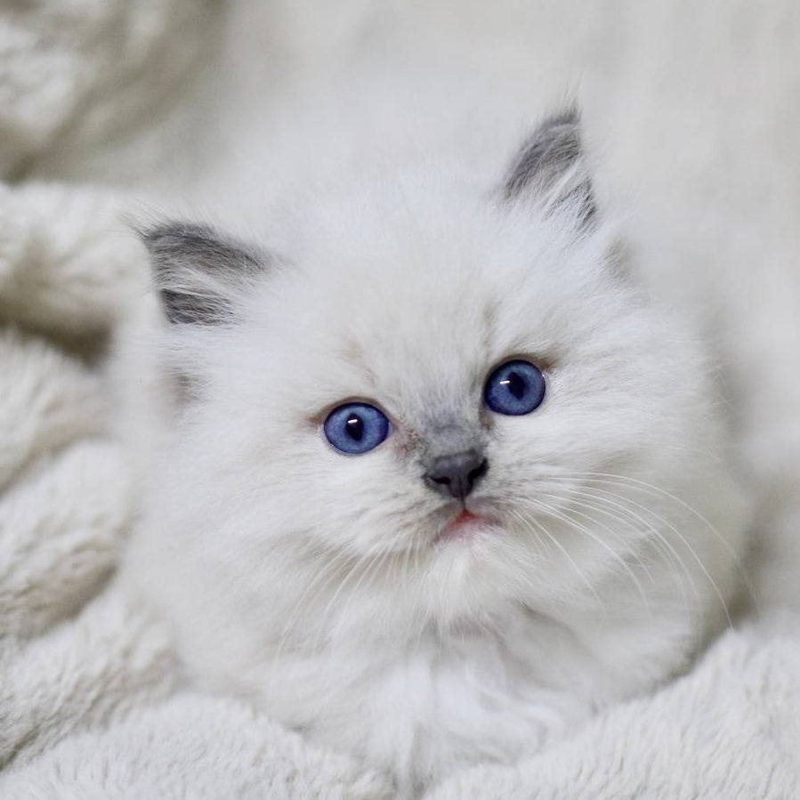 Royce Ragdoll male, blue mitted
