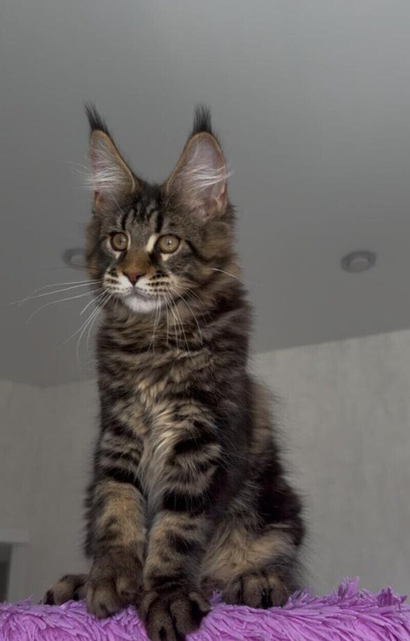 Victor Maine Coon male, black tabby