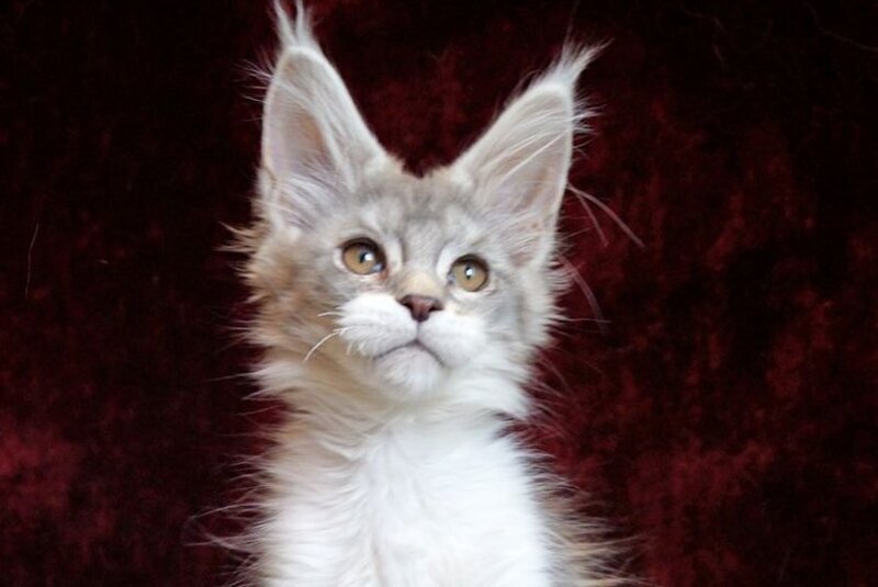 Korol Maine Coon male blue silver bicolour tabby - live animals