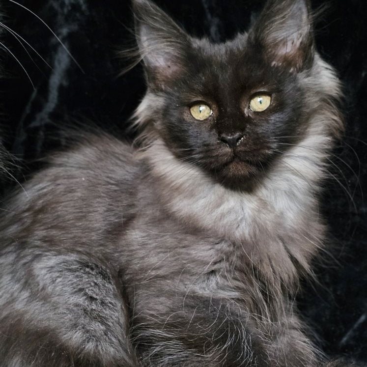 Isabel Maine Coon female, black silver