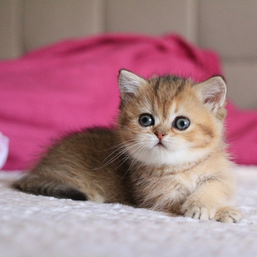 Zucchini Munchkin female, black golden ticked tabby