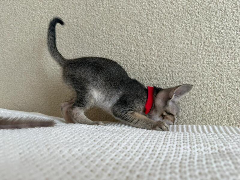Aveline Oriental Shorthair female black ticked tabby - live animals