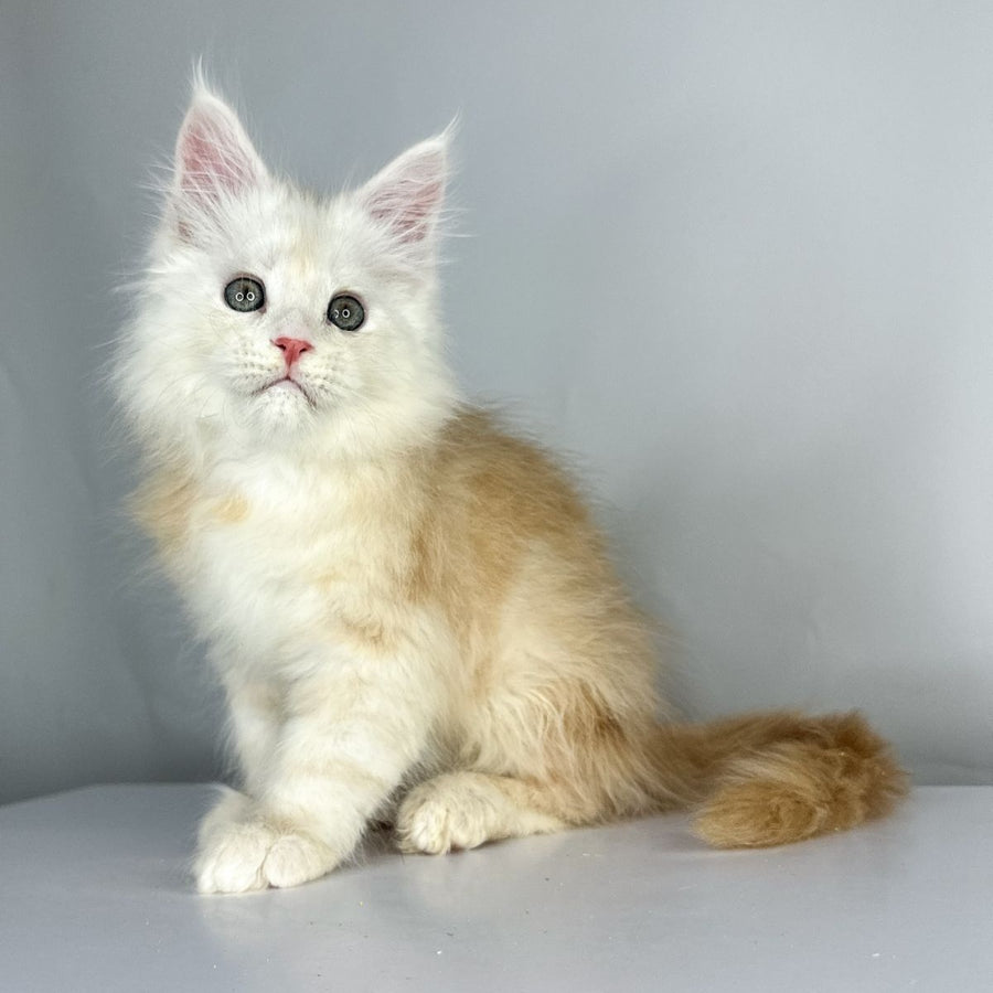 Frank Maine Coon male, red silver tabby
