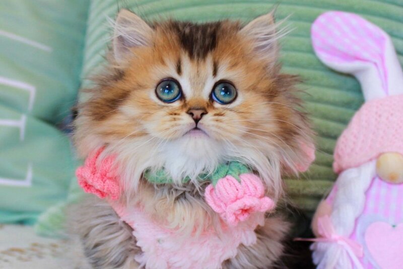 Jasmine Munchkin female, chocolate golden ticked tabby