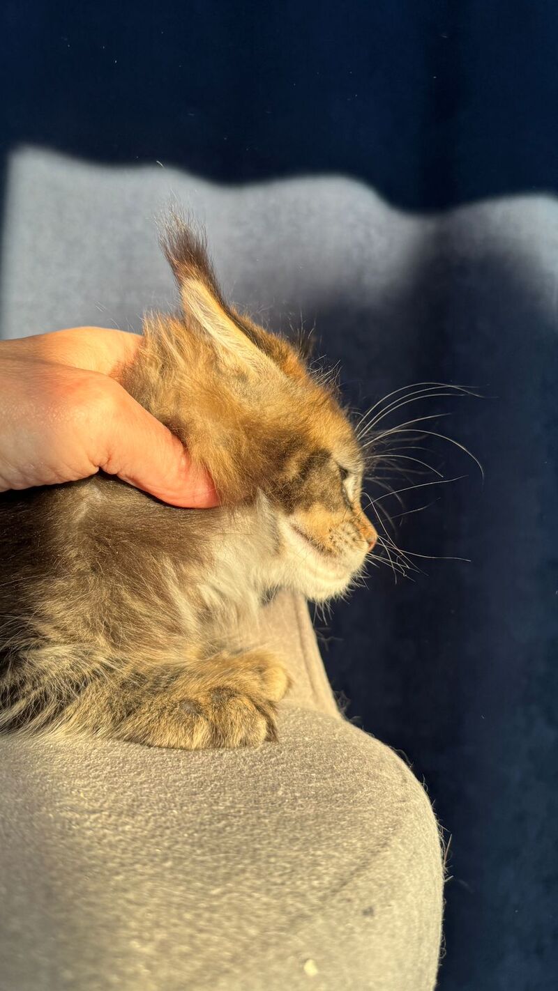 Ganova Maine Coon male black ticked tabby live animals