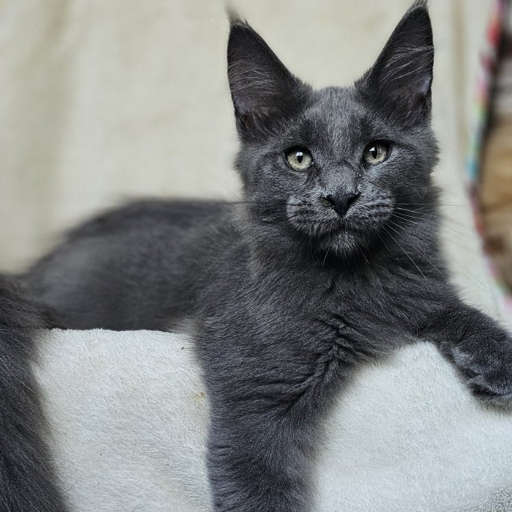 Marsel Maine Coon male, blue