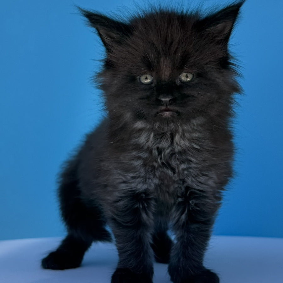 Ursa Maine Coon female, black silver