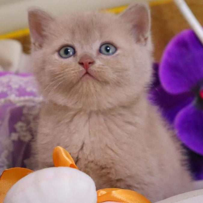 Cake British Shorthair male, fawn