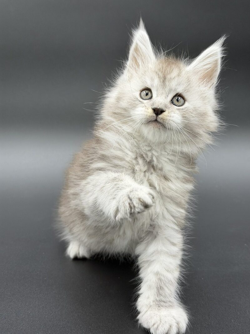 Ronald Maine Coon polydactyl male black silver spotted tabby - live animals