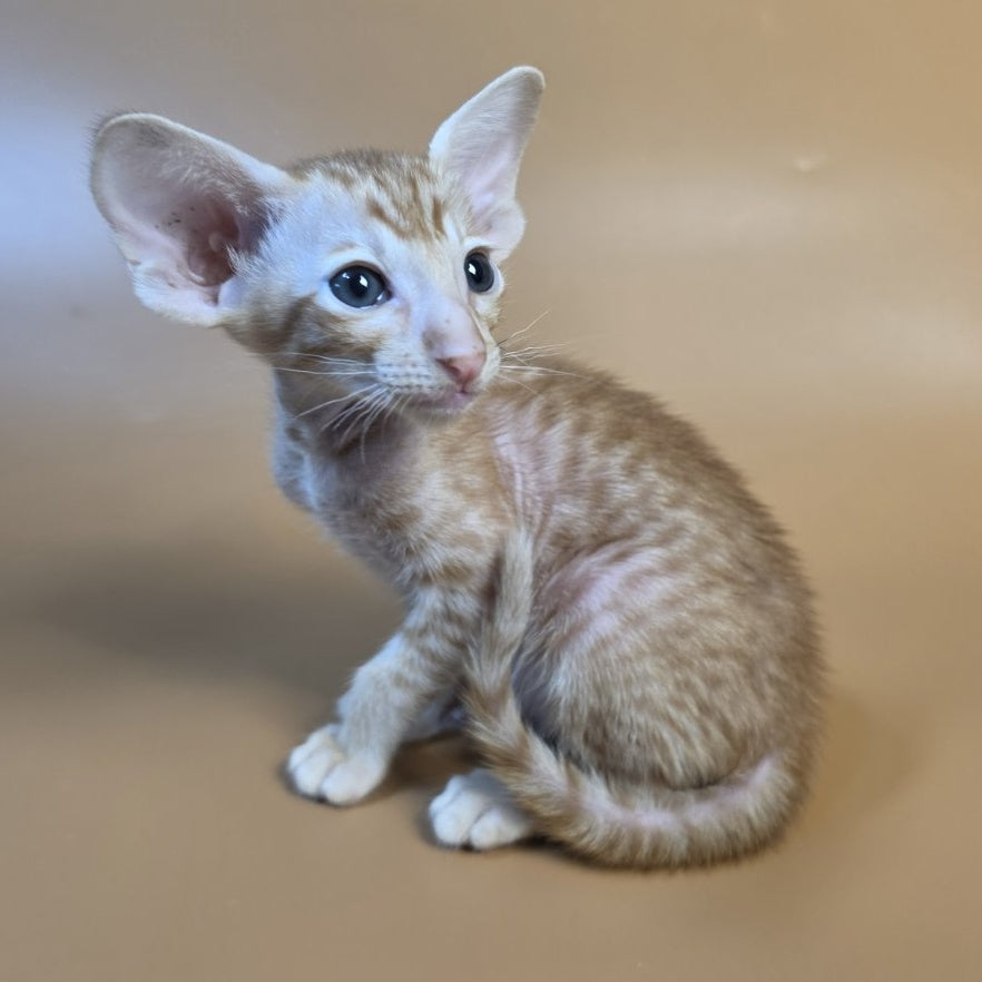 Flame Oriental Shorthair female, red