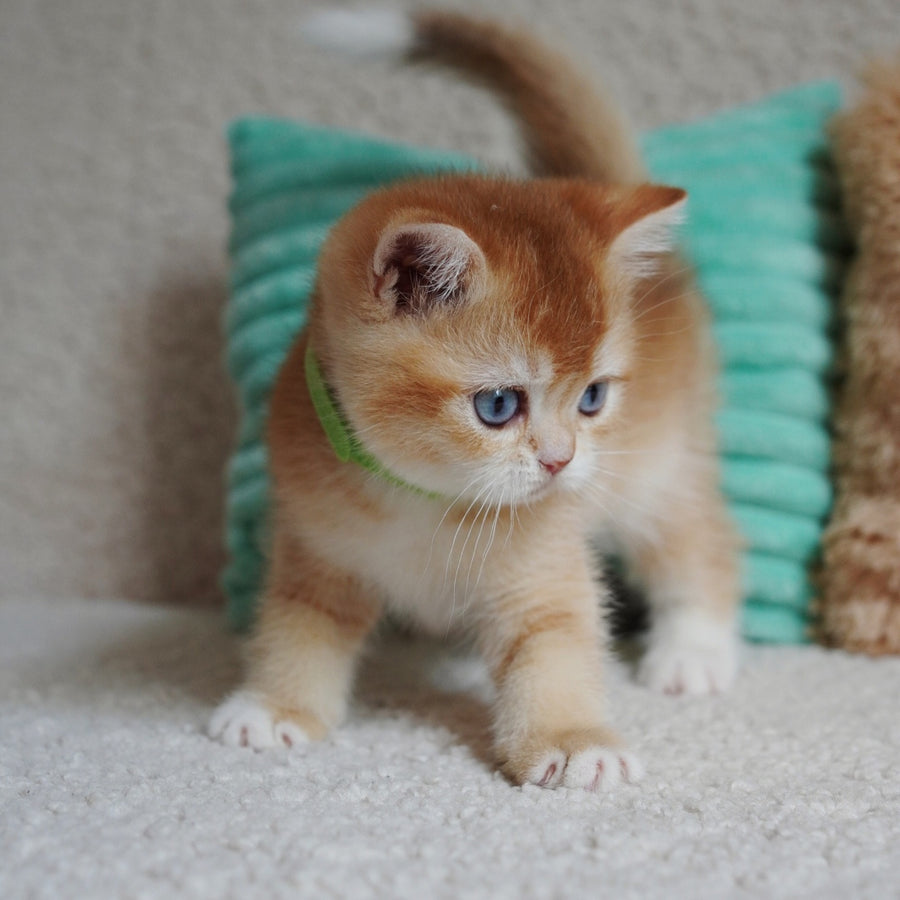 Teddy British Shorthair male, chocolate golden chinchilla with white