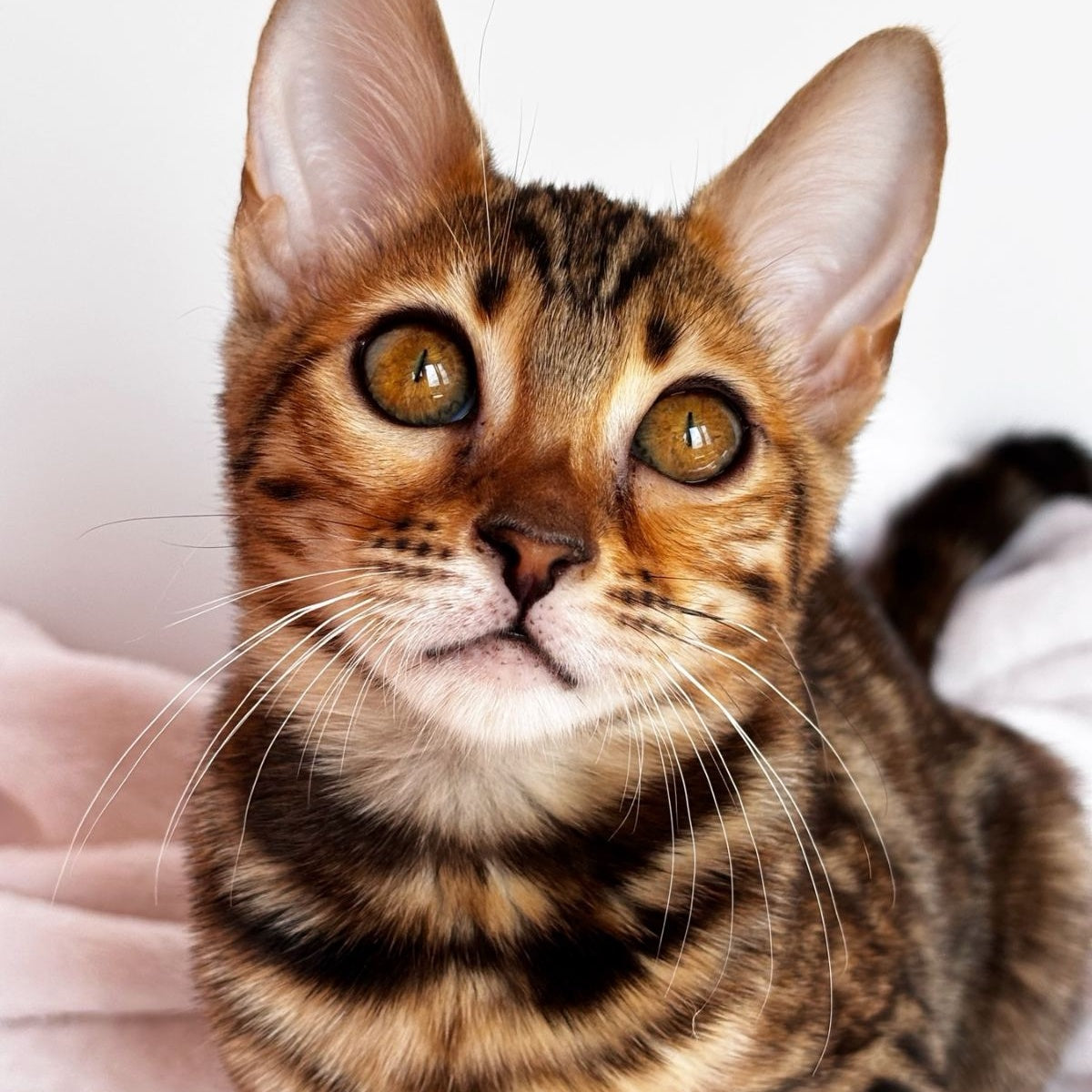 Deizi Bengal female, black spotted tabby