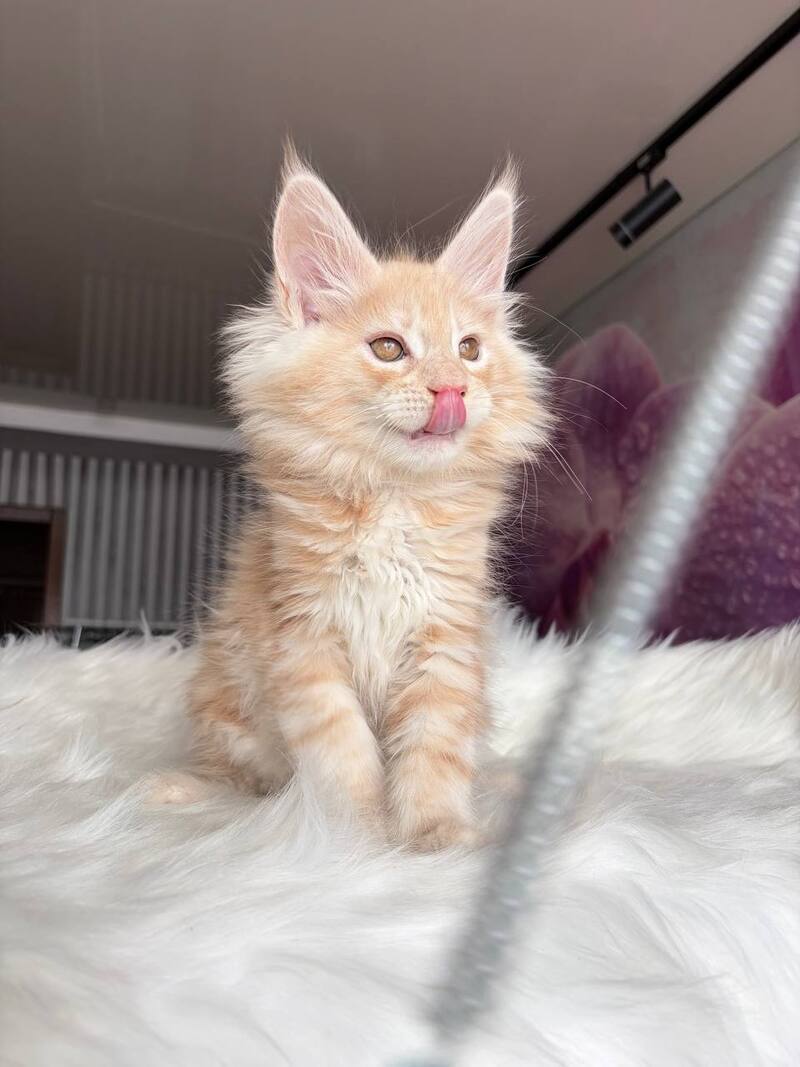 Wisdom Maine Coon male, cream silver tabby