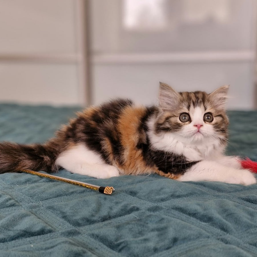 Оgirl Scottish Straight female, black tortie tabby bicolour
