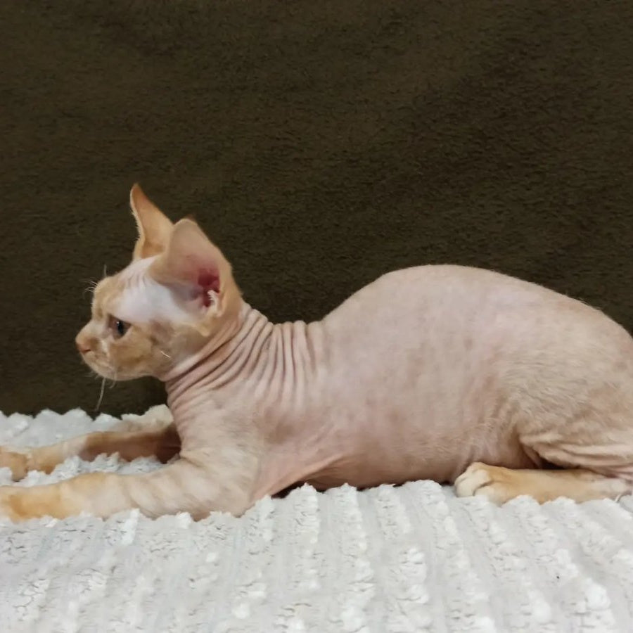 Edgar Devon Rex male, red bicolour tabby