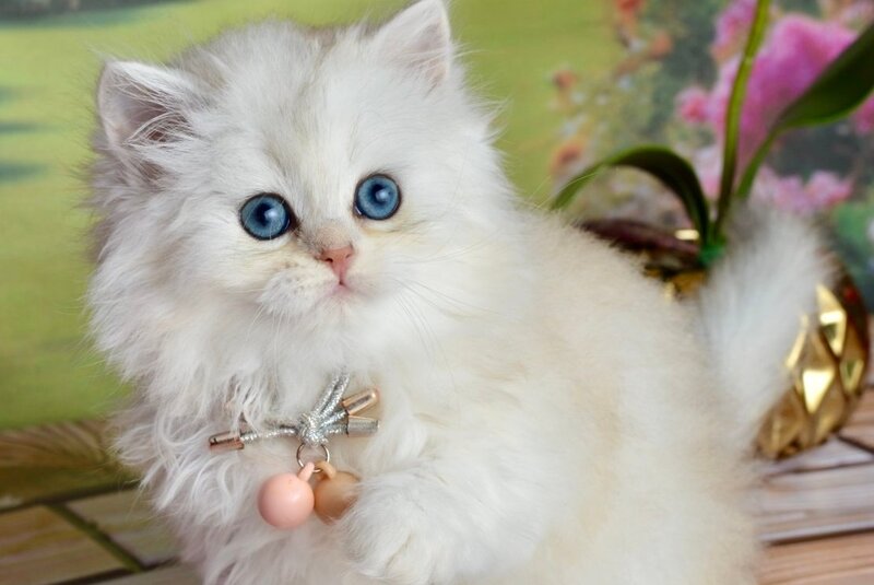 Ruby Scottish Straight female black silver shaded - live animals