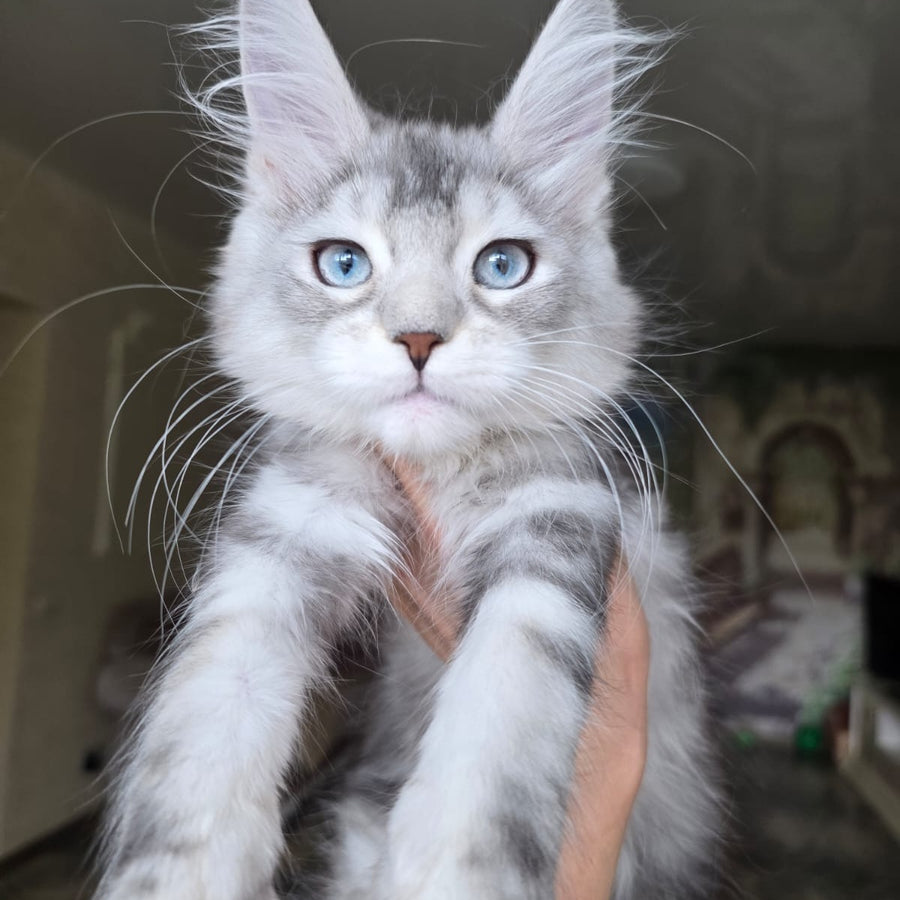 Narnia Maine Coon female, black silver tabby bicolour