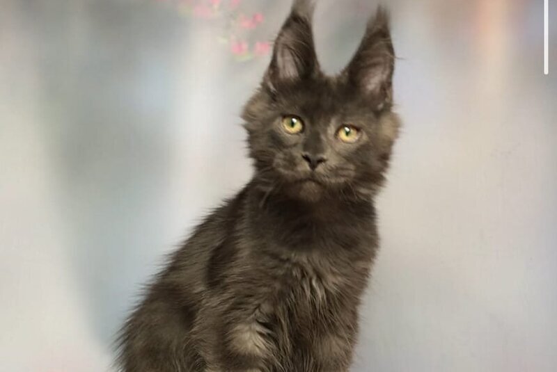 Umka Maine Coon male, blue