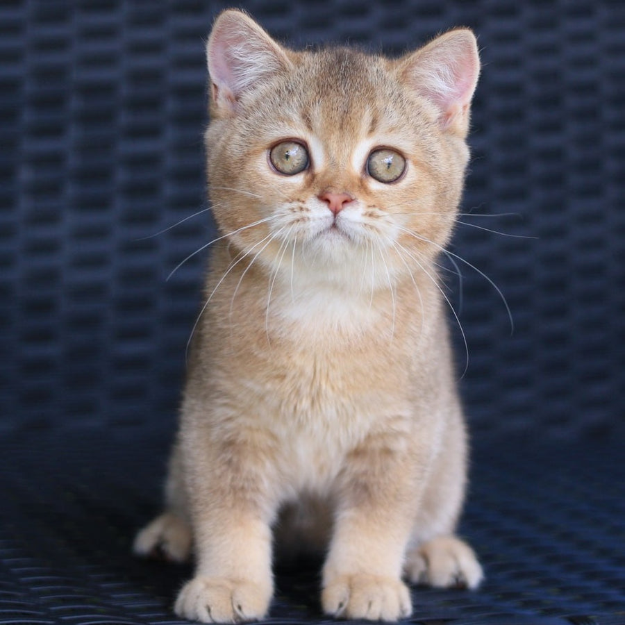 Paloma British Shorthair female, chocolate golden ticked tabby