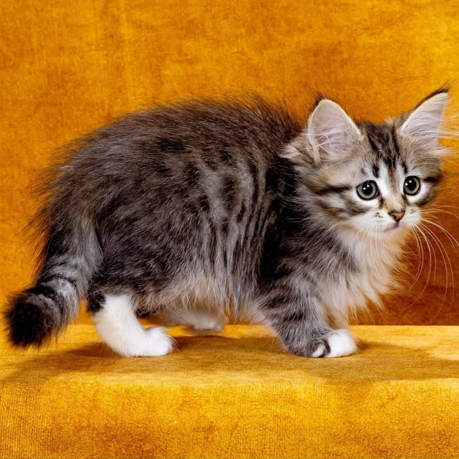 Isabella Siberian female, black with white spotted tabby
