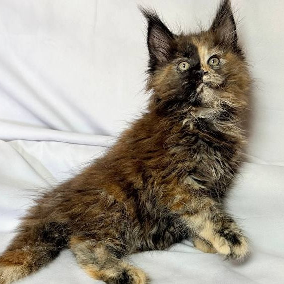 Magnolia Maine Coon female, black tortie