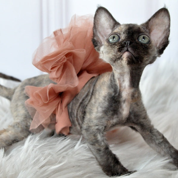 Nonna Devon Rex female, black tortie