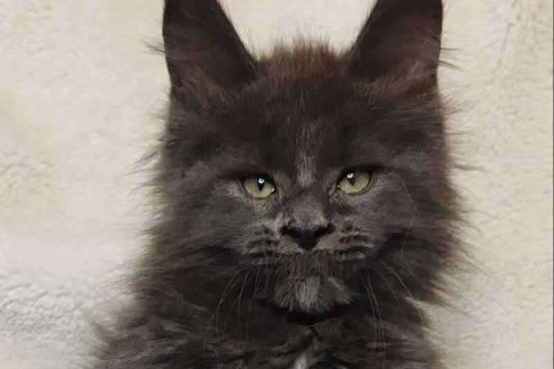 Winston Maine Coon male blue - live animals
