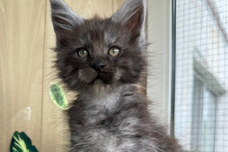 Aquamarine Maine Coon polydactyl male, black silver