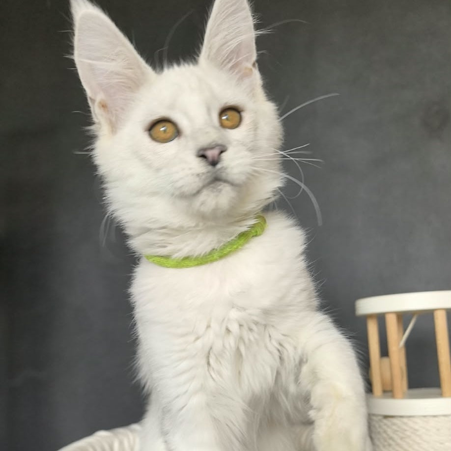 Wilma Maine Coon female, black silver chinchilla