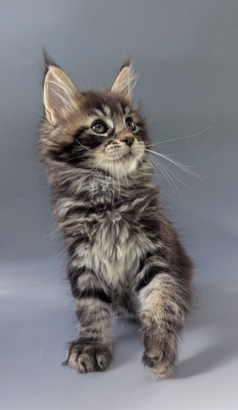 Happy Maine Coon male black tabby - live animals