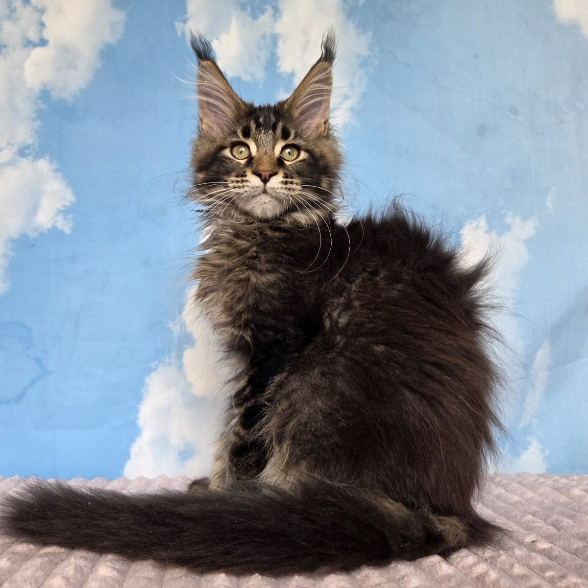 Serega Maine Coon male, black ticked tabby