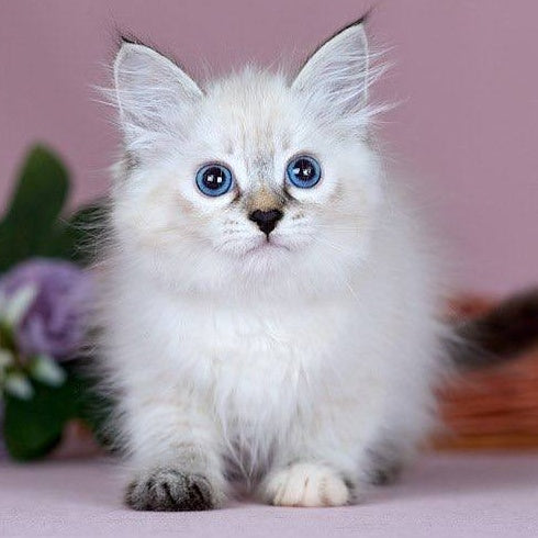 Juliet Siberian female, black with white tabby pointed