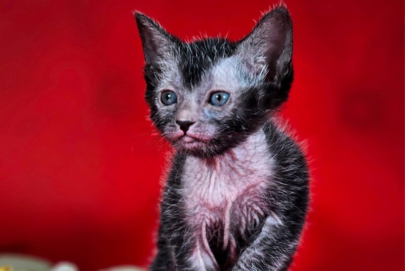 Clementine Lykoi female, black