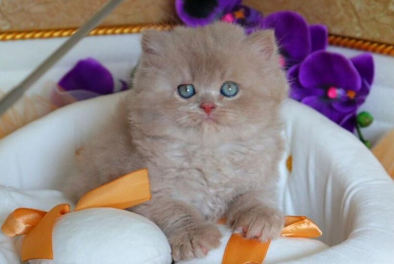 Benjamin British Longhair male fawn - live animals