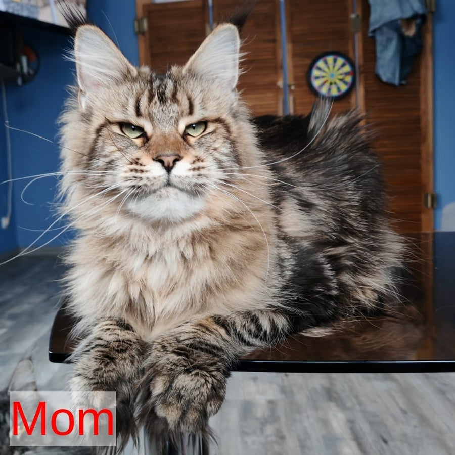 Sandra Maine Coon polydactyl 6x6x6x6 female, black tortie ticked tabby with white