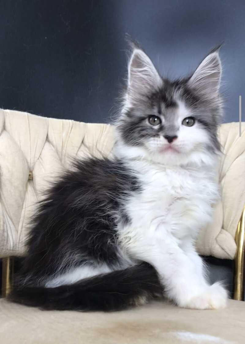 Winston Maine Coon male, black tabby bicolour