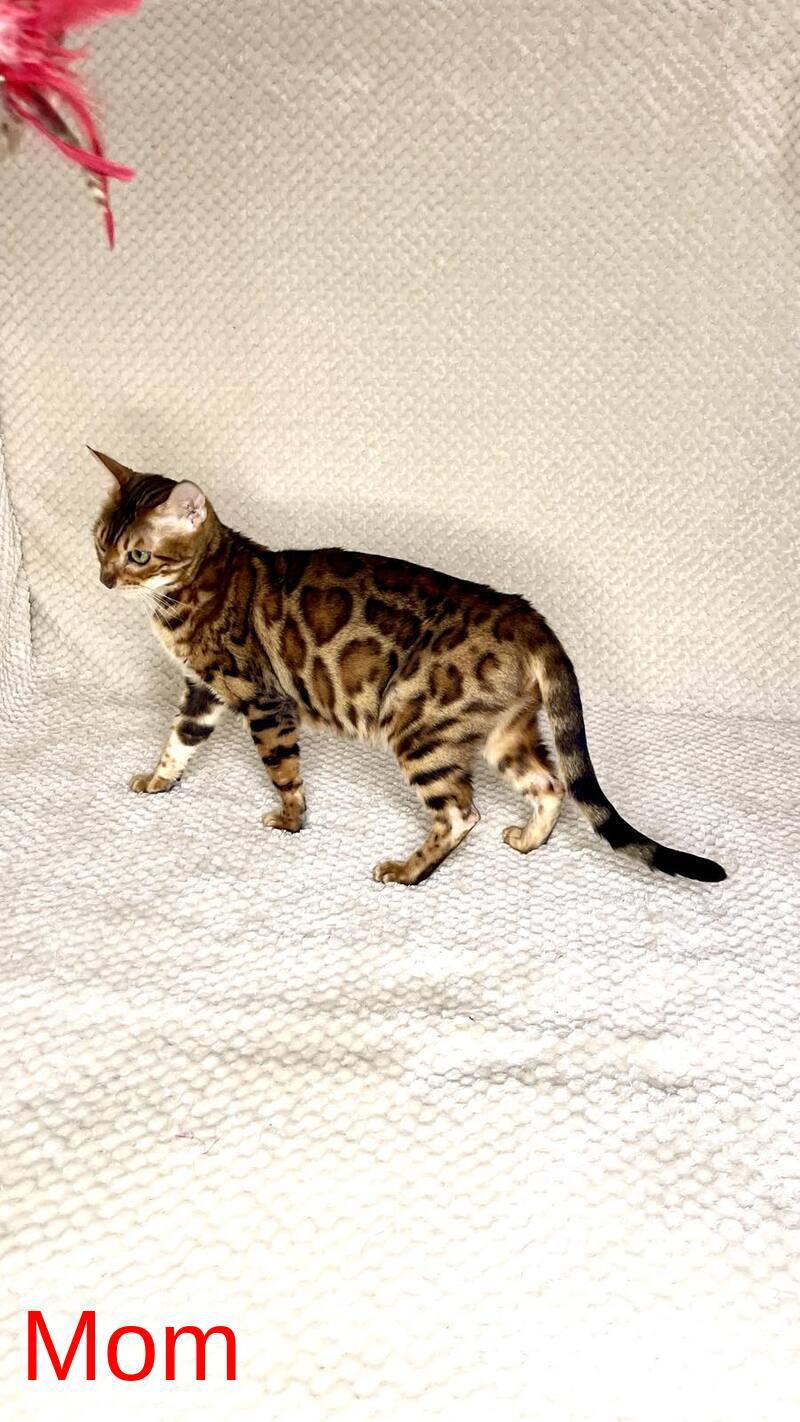 Jelly Bengal female, black spotted tabby pointed